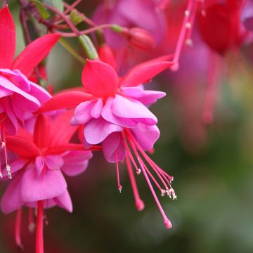 Fuchsia Heidi Ann - Bellenplant
