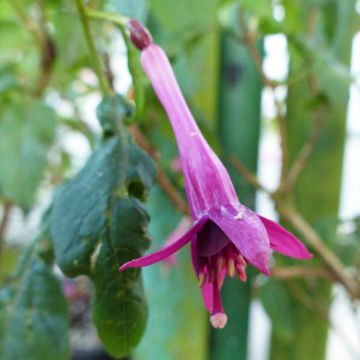Fuchsia Maori Pipes - Bellenplant