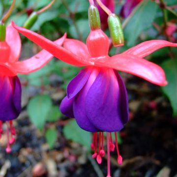 Fuchsia Marjory Black - Bellenplant
