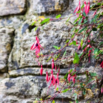 Fuchsia Mrs Popple - Bellenplant