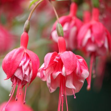 Fuchsia R.A.F - Bellenplant