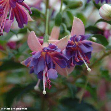 Fuchsia Shadow Dancer Amelie - Bellenplant