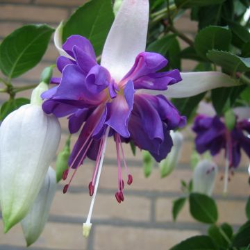 Fuchsia Blue Angel - Bellenplant