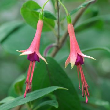 Fuchsia brevilobis - Bellenplant