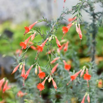 Zauschneria californica - Californische fuchsia