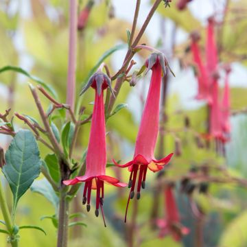 Phygelius African Queen - Kaapse fuchsia