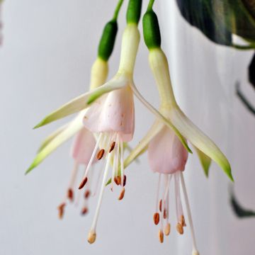 Fuchsia magellanica Hawkshead - Winterharde fuchsia