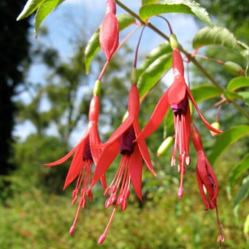 Fuchsia magellanica gracilis Aurea - Winterharde fuchsia