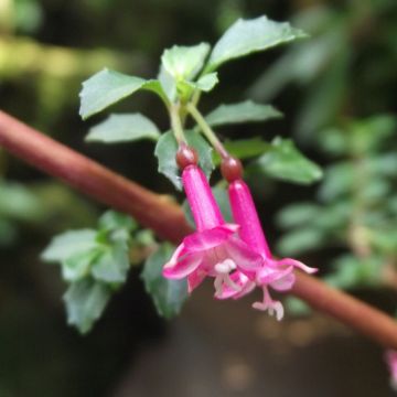 Fuchsia microphylla microphylla - Bellenplant