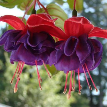 Fuchsia Dark Eyes - Bellenplant