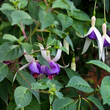 Fuchsia Blue Sarah - Winterharde fuchsia