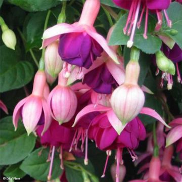 Fuchsia Constance - Bellenplant