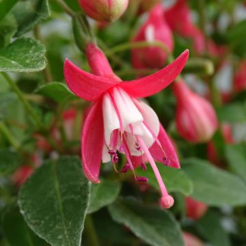 Fuchsia Lady Thumb - Bellenplant