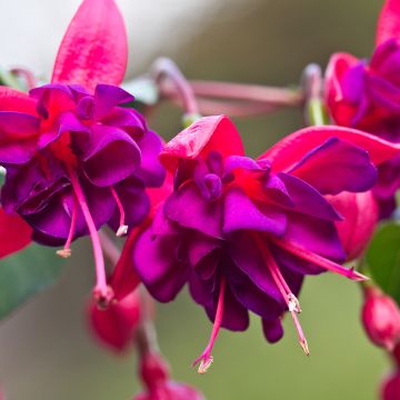 Fuchsia Princess Dollar - Bellenplant
