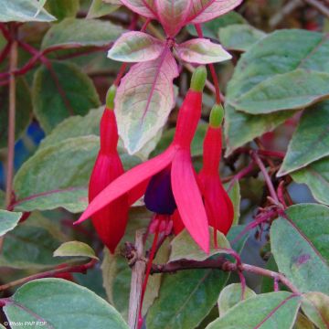 Fuchsia Tom West - Bellenplant