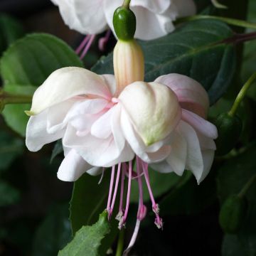 Fuchsia White King - Bellenplant