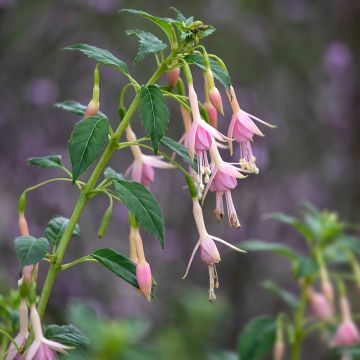 Fuchsia Whiteknights Pearl - Bellenplant