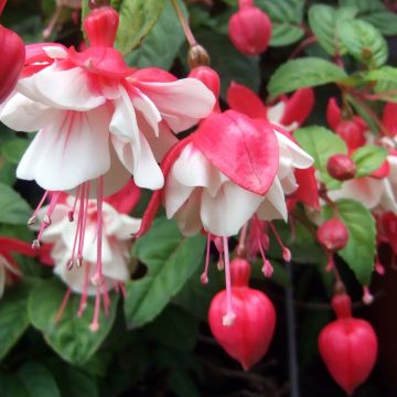 Fuchsia Swingtime - Bellenplant