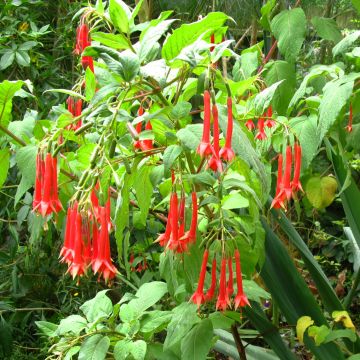 Fuchsia triphylla - Bellenplant