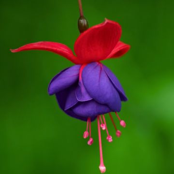 Fuchsia Jollies Nantes