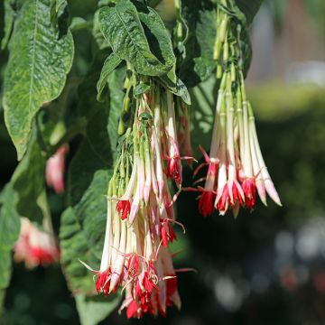 Fuchsia boliviana Alba - Bellenplant