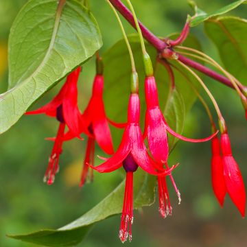 Fuchsia hatschbachii - Kievitsbloem