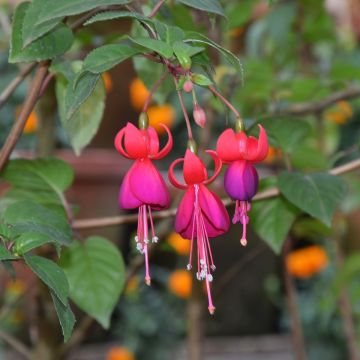 Fuchsia Charming - Bellenplant