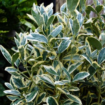 Euonymus japonicus Silver King - Japanse kardinaalsmuts