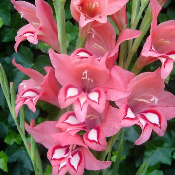Gladiolus colvillei White Eyed Miss - Colville-gladiool