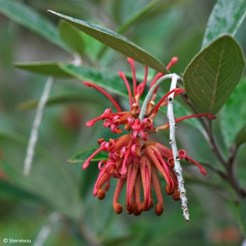 Grevillea victoriae - Australische zilvereik