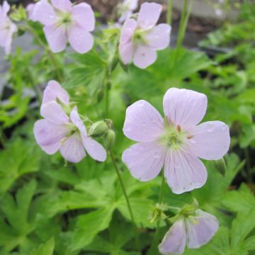 Geranium maculatum Chatto - Gevlekte ooievaarsbek