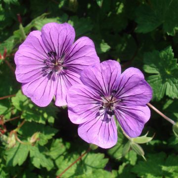 Geranium Pink Penny - Ooievaarsbek