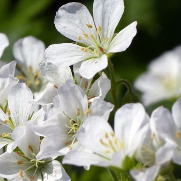 Geranium maculatum var. album - Gevlekte ooievaarsbek