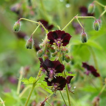 Geranium phaeum Angelina - Donkere ooievaarsbek