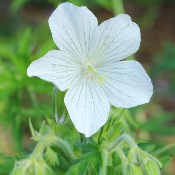 Geranium pratense albiflorum Galactic - Beemdooievaarsbek