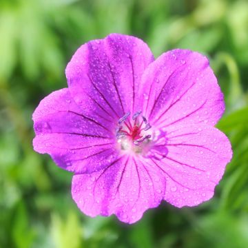 Geranium riversleaianum Russell Prichard - Ooievaarsbek