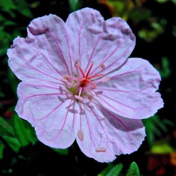 Geranium sanguineum Compactum - Bloedooievaarsbek roze