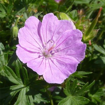 Geranium sanguineum Elsbeth - Bloedooievaarsbek