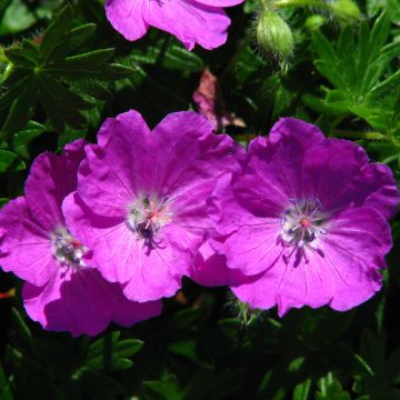 Geranium sanguineum Max Frei - Bloedooievaarsbek
