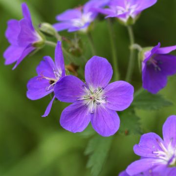 Geranium sylvaticum Birch Lilac - Bosooievaarsbek