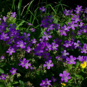 Geranium sylvaticum Bridget Lion - Bosooievaarsbek