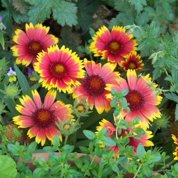 Gaillardia Lutin - Kokardebloem