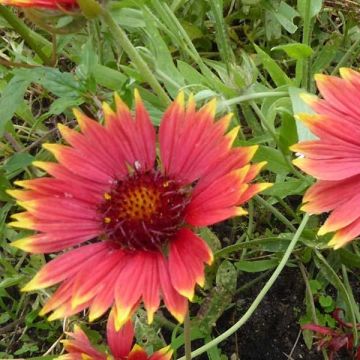 Gaillardia Tokayer - Kokardebloem