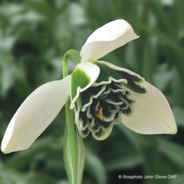 Galanthus nivalis Dionysus - Sneeuwklokje