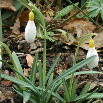 Galanthus Primrose Warburg - Sneeuwklokje