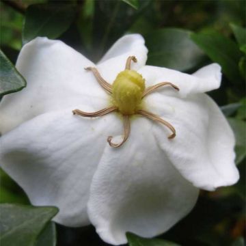 Gardenia jasminoides Sweetheart - Kaapse jasmijn