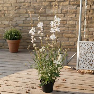 Gaura EVERLAST Viva Nova