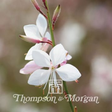 Gaura lindheimeri Sparkle White (zaad) - Prachtkaars