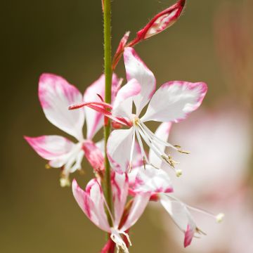 Gaura lindheimeri Freefolk Rosy - Prachtkaars