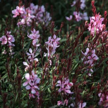 Gaura lindheimeri Passionate Blush - Prachtkaars